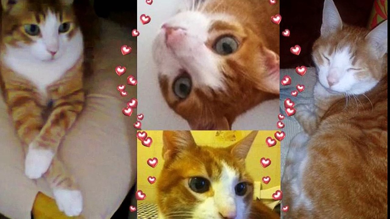 Filù