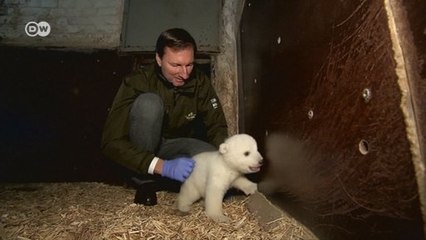 Ursinho Fritz morre em zoológico de Berlim