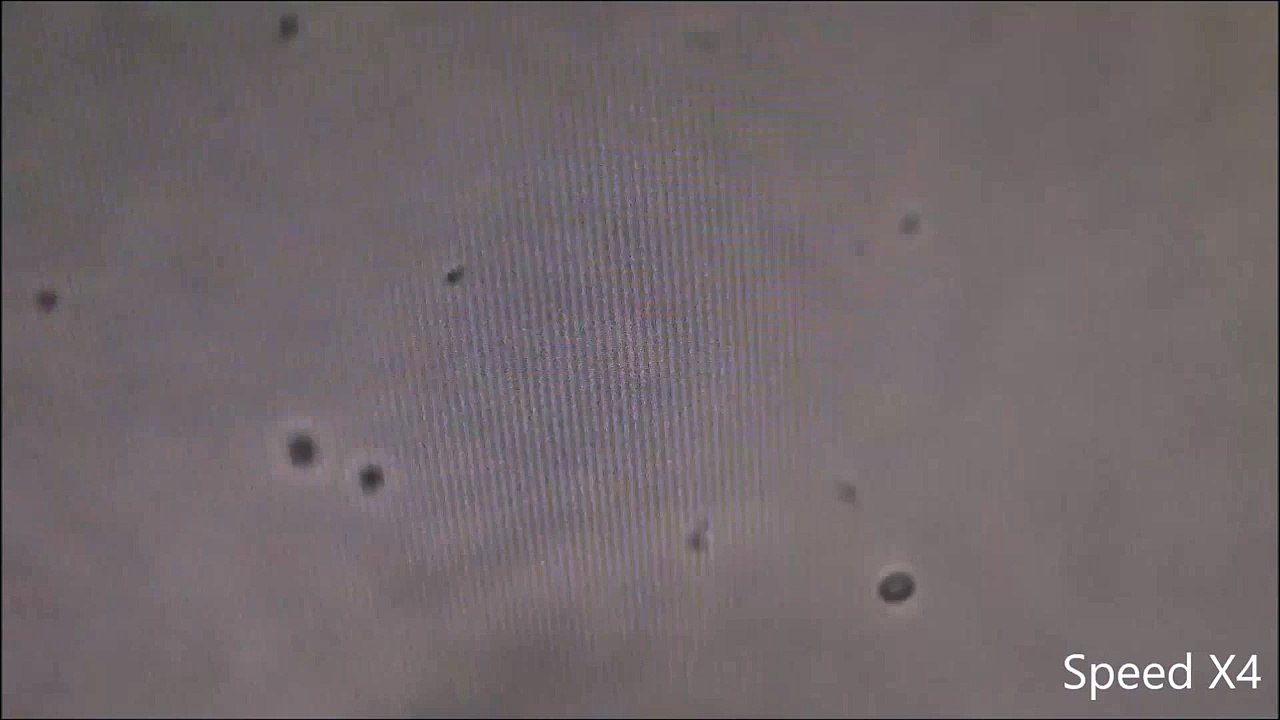 Le "ballet" de nos bactéries