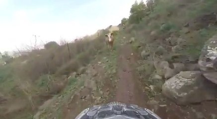 Un motard se fait attaquer par une vache !