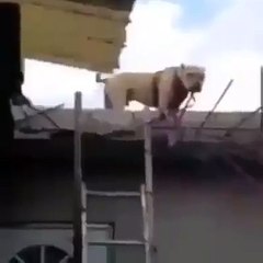 Un chien descend tout seul avec une échelle !