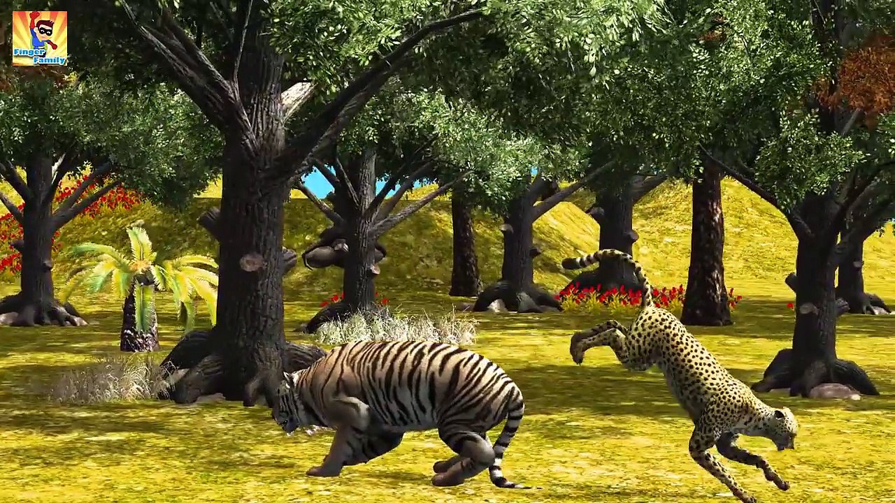 Tiger Finger Family | Lion Cheetah 3D Animated Finger Family Rhymes For Babies | Animals C
