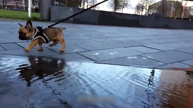 Un chiot a peur de traverser une flaque d'eau !