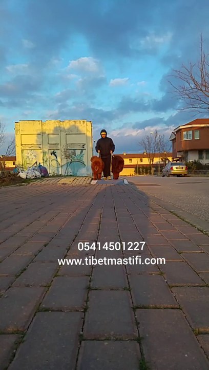 çin-tibet-mastifi
