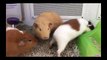 Little Cute Hamsters , Guinea Pigs and Beatiful Birds