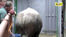Poachers kill white rhino inside zoo in France