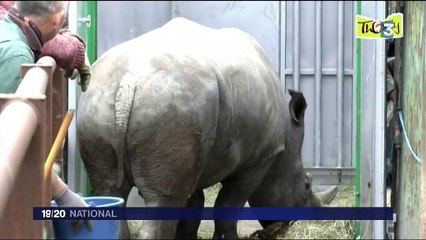 Un rhinocéros tué et sa corne tronçonnée au zoo de Thoiry