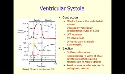 cardiac cycle