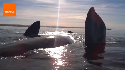 Whale Takes Kayakers for an Unforgettable Ride