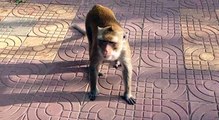 Amazing Monkey Meeting Tourist - How Amazing Monkey Meeting#01 (1)