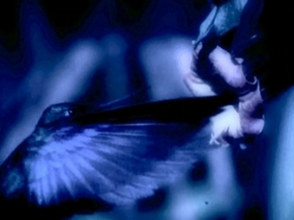 Friedrich Liechtenstein - Interlute