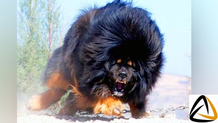 10 Most Dangerous Dogs in the World