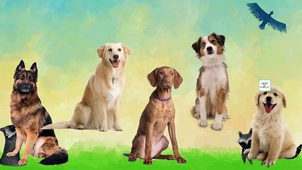 Dog Finger Family Nursery Rhyme | Dog ( Animals ) Daddy Finger