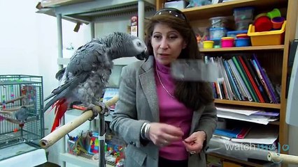 Top 10 Most Intelligent Animals