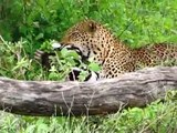 Leopard kills zebra,lion and tiger pets,lion and tiger photos,baby lion and tiger playing,lion and tiger roar,