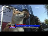 Ajang Kontes Anjing Internasional di Cina - NET24