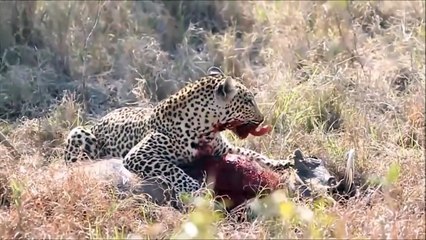 Leopard vs Giant,lion and tiger war,war between lion and tiger,white lion and tiger