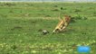 LIONS HUNT WARTHOG FAMILY,the bear lion and tiger,the lion tamer and the tiger mom,lion and tiger videos,