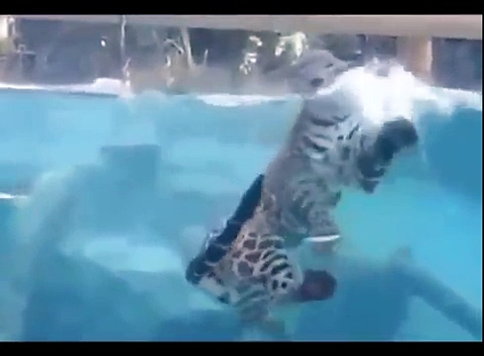 lion and tiger size comparison,lion and tiger sounds,lion and tiger show,lion and tiger zoo