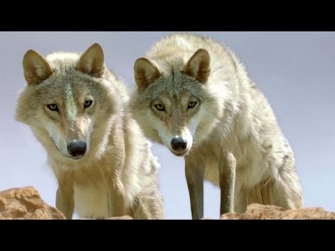LE DERNIER LOUP Bande Annonce VF (Jean-Jacques Annaud)