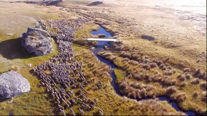 New Zealand sheep farmers use drones to shepherd