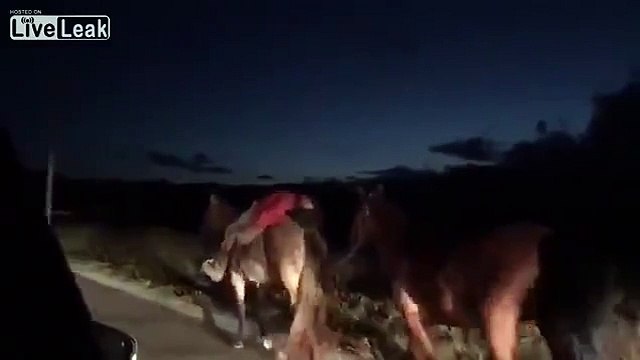 Un cheval ramène son maître bourré chez lui... Pratique l'animal
