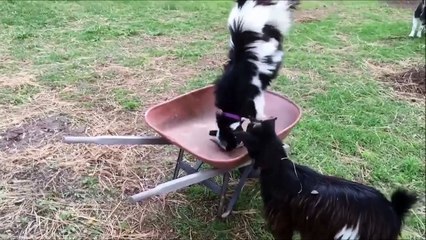 Cette chèvre tient en équilibre sur ses pates avant. WTF???