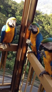 Des perroquets affamés s'incrustent pour un casse-croute!