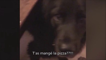 Son chien lui, ne blague pas avec la pizza...