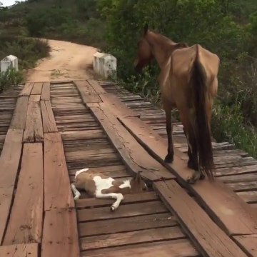 Il intervient pour sauver un poulain coincé sur le pont.