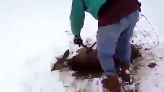 A man rescued a deer in the snow