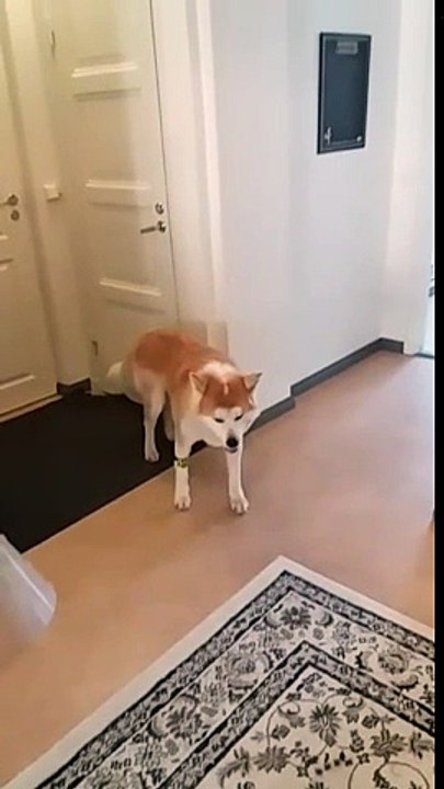 Ce chien fait le mannequin challenge tout seul...