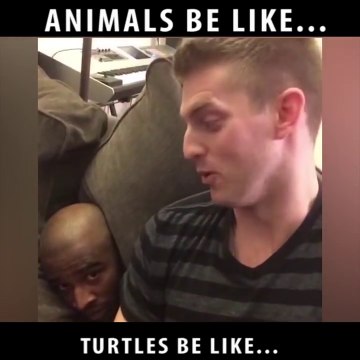 Imitations d'animaux : tortue, gazelle... MDR