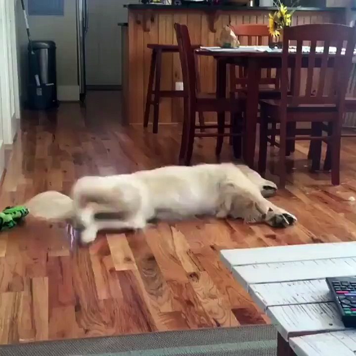 He chases the mailman in his dreams