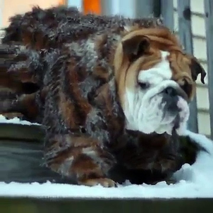 Bulldog with coat