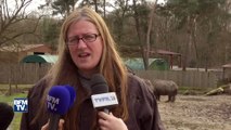 Rhinocéros abattu au zoo de Thoiry: 