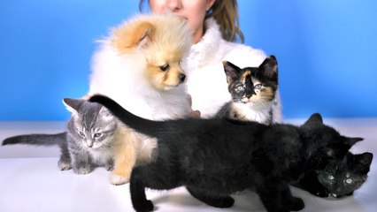 RCLBEAUTY101-PUPPY MEETS KITTENS FOR THE FIRST TIMES!