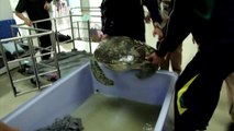 Thaïlande : Plus de cinq kilos de pièces retrouvés dans le ventre d'une tortue