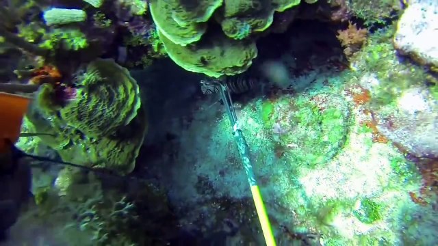 Shark Attack 3-13-2014 in the CAYMAN ISLANDS