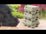 Dog Sees and Destroys Defenseless Egg Cartons