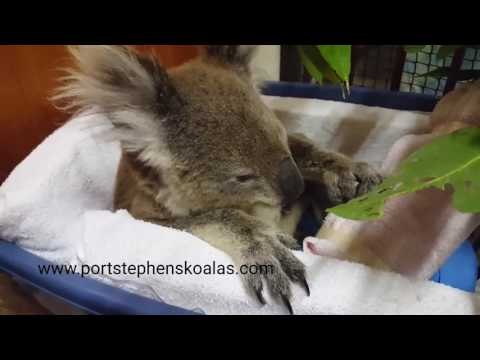 Old Injured Koala Chills in Cot and Eats Leaves