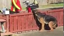 Son chien change toujours de comportement, à l’arrivée du facteur, ce qu'il découvre le plonge dans une vive émotion
