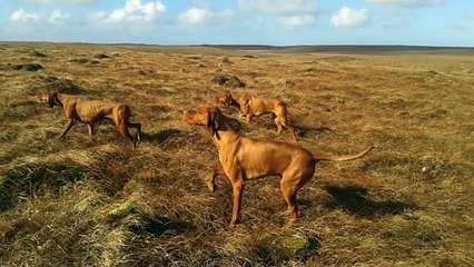 Braque Hongrois à l'arret