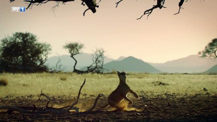 Amazing hunt One small bird, one giant leap for Big Cats