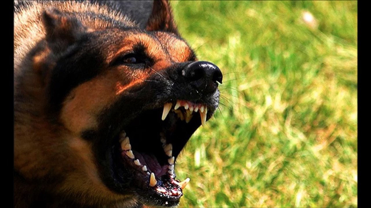 Animal. Par DMG Sarok...