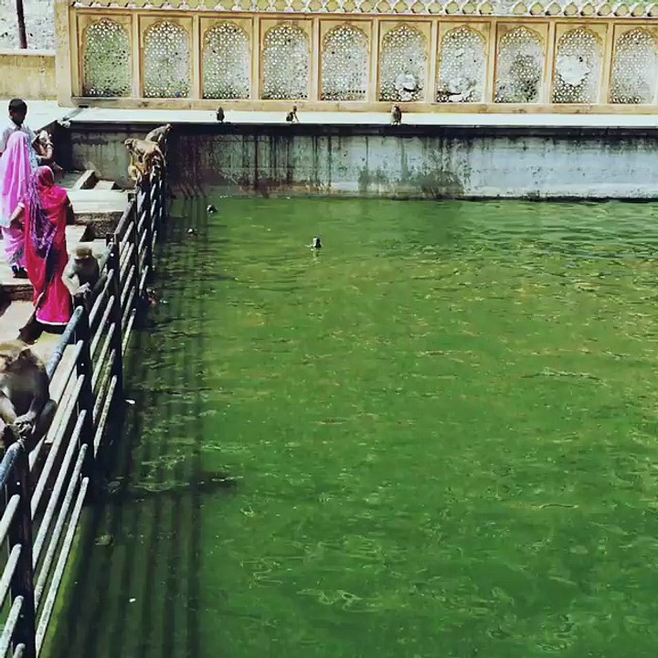 Jaipur Day Tour with Monkey Temple