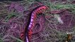 Fight For Life | Deadliest Fight Between Gaint Centiped And Snake | Gaint Centiped Vs Snake | Animal Attacks
