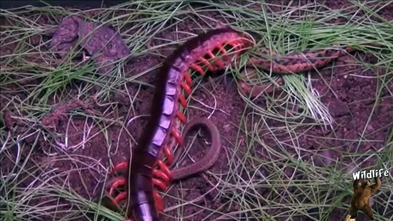 Fight For Life | Deadliest Fight Between Gaint Centiped And Snake | Gaint Centiped Vs Snake | Animal Attacks