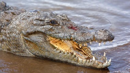 Projetos ambientais de sucesso no Golfo da Califórnia