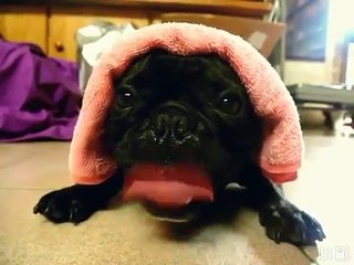 Le petit chien qui imite un tracteur diesel !